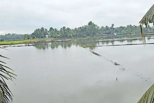 കർഷകരുടെ കണക്കുകൾ തെറ്റിച്ച് വില്ലനായി കനത്ത മഴ