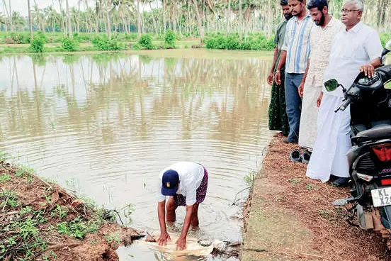 ഒറ്റമഴയിൽ വെളിയത്തുനാട് പാടം മുങ്ങി; ഞാറെല്ലാം വെള്ളത്തിലായി