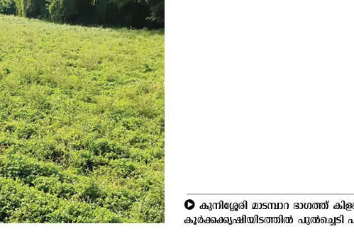 മഴക്കുറവ്; കൂർക്ക വിളവെടുപ്പ് വൈകുന്നു