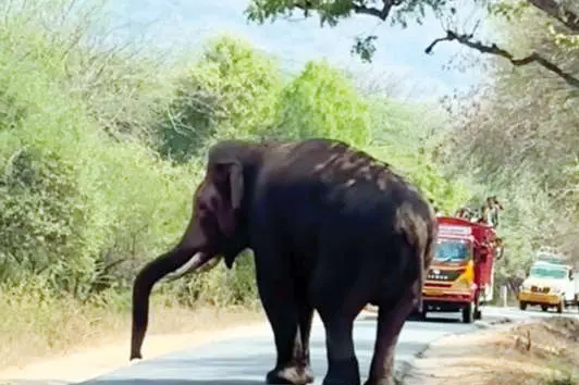 യാത്രക്കാരുടെ ശ്രദ്ധയ്ക്ക്: റോഡിലുണ്ട് ആനക്കൂട്ടം