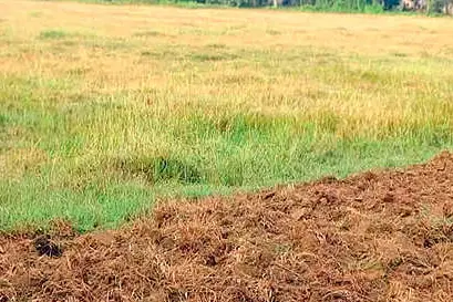 ശൂരനാട് വടക്ക് ഓണമ്പള്ളിയിലെ നികത്തൽ; കർഷകർ പ്രതിസന്ധിയിൽ