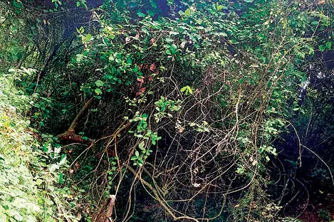 മൂവാറ്റുപുഴ വാലി കനാൽ നവീകരണത്തിന് ആറ് കോടി