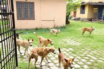 തെരുവുനായ ശല്യം രൂക്ഷം