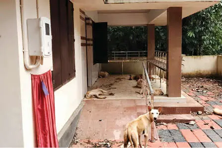 കുലുക്കല്ലൂരിലെ പകൽവീട് കൈയടക്കി തെരുവുനായകൾ