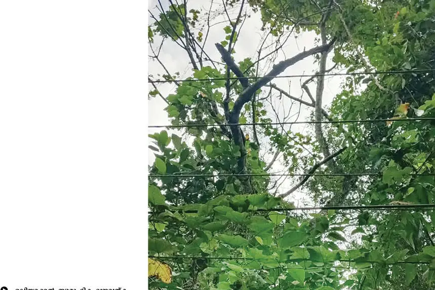 ഭീഷണിയായി ഉണങ്ങിയ മരങ്ങൾ
