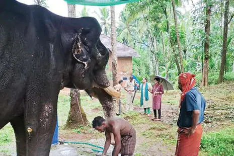 ആനയുടമയുടെ പേരിൽ കേസെടുത്തു