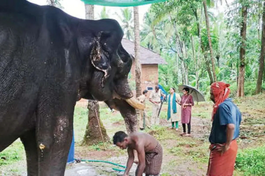 കാലിൽ ചങ്ങലയുരഞ്ഞ് വ്രണമുണ്ടായി, രോഗാവസ്ഥയിലും തടിപിടിത്തം; ആനയ്ക്ക് മതിയായ ചികിത്സ നൽകിയില്ല, ഉടമയ്‌ക്കെതിരേ കേസ്