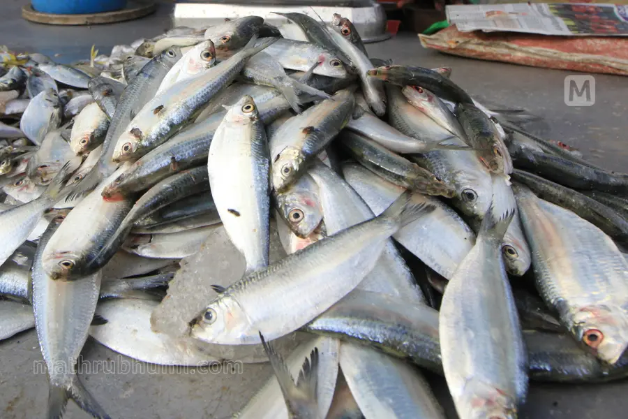Super El Nino could cause severe shortage of small fish off Kerala coast