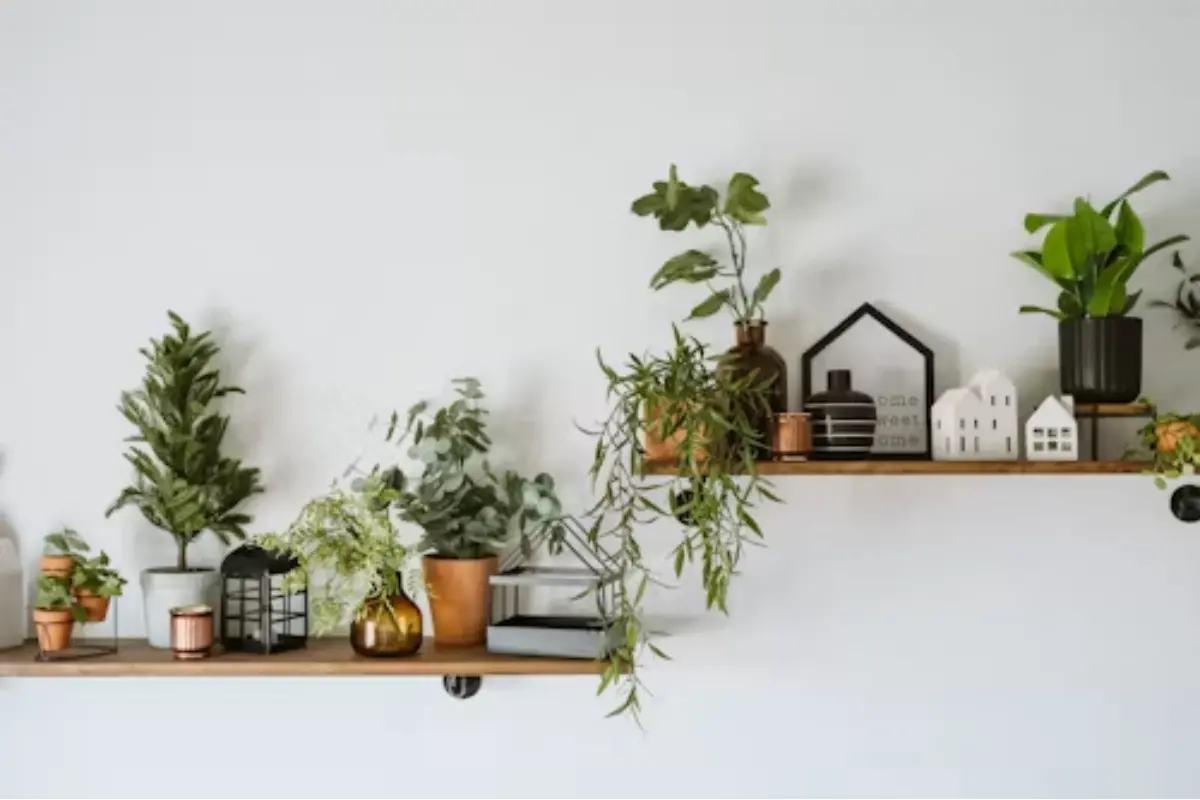 From low-maintenance varieties to humidity-loving ferns, choose houseplants that suit your space and lifestyle. Photo | Unsplash