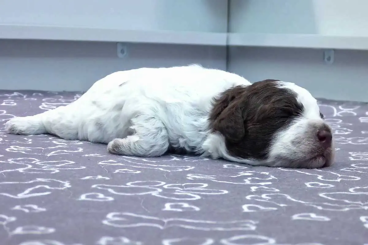 puppy|photo:The Finnish Broadcasting Company via AP