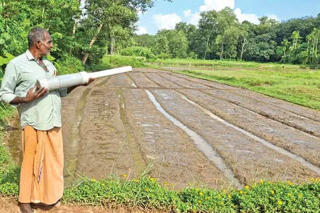 പിരപ്പമൺകാട് പാടശേഖരത്തിൽ രണ്ടാം വിളയ്ക്ക് ഞാറ്റടികളൊരുങ്ങുന്നു