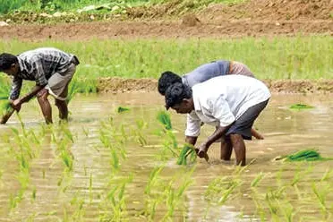 ഞാറ്റുപാട്ടിന്റെ ഭാഷമാറി; താളത്തിന് മാറ്റമില്ല