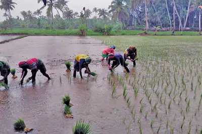 പാറക്കടവ് പൂവത്തുശ്ശേരി പാടശേഖരത്തിൽ ഞാറുനടീൽ തുടങ്ങി; വെള്ളക്കെട്ട് ഭീഷണിയിൽ കർഷകർ