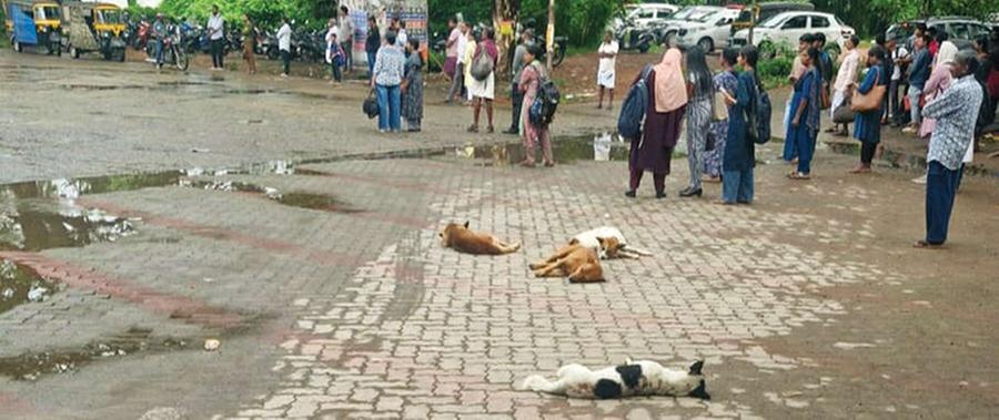 Street dogs take over Ettumanoor town