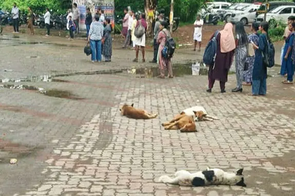 ഏറ്റുമാനൂർ ടൗൺ കീഴടക്കി തെരുവുനായ്ക്കൾ