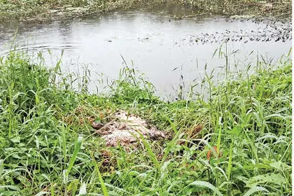 ഷൺമുഖം കനാലിൽ പലയിടത്തായി അറവുമാലിന്യം തള്ളി