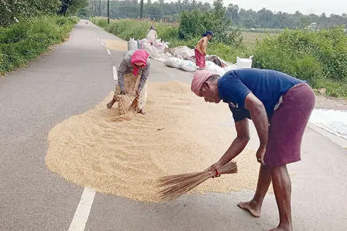 നെല്ലുസംഭരണമായില്ല; ഉണക്കി സൂക്ഷിക്കാൻ പാടുപെട്ട് കർഷകർ