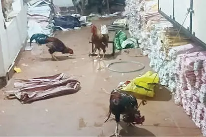 കോഴിയങ്കം: ആറുപേർ അറസ്റ്റിൽ
