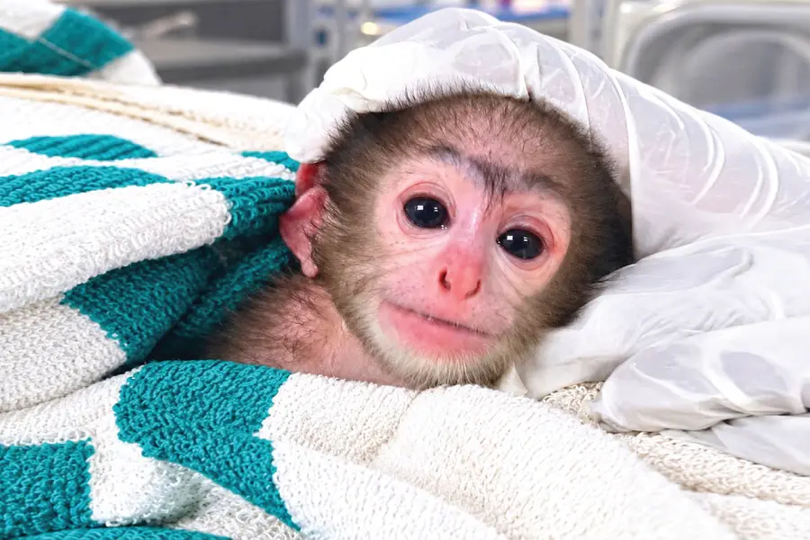 Special care for newborn Hanuman langur at Thiruvananthapuram Zoo