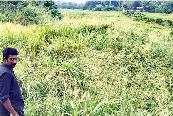 മുട്ടാർ നീർച്ചാലിൽ കുട്ടവഞ്ചിക്കുപകരം കുളവാഴ