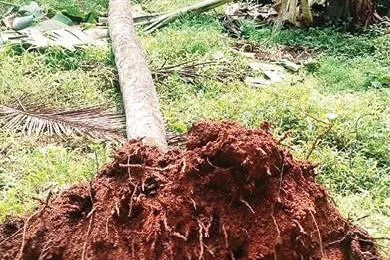 രാത്രിയിൽ ശബ്ദം കേട്ട്നോക്കി; മുറ്റത്ത് ഏഴ് ആനകൾ...