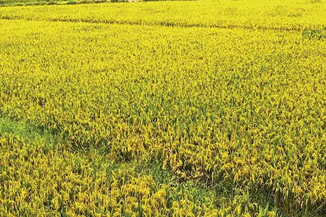 വിളവെടുപ്പിനു പാകമായി കുളത്തുങ്കര പാടശേഖരം