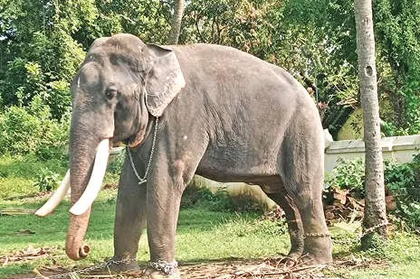 കൊമ്പന് കൊമ്പുകളിത് അതിഭാരം