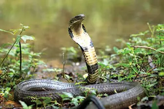 വള്ളക്കടവിൽനിന്ന് രാജവെമ്പാലയെ പിടികൂടി