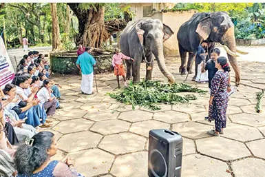 ആന തന്നെ ലഹരി... ആനക്കോട്ടയിൽ വേറിട്ട ക്യാമ്പ്