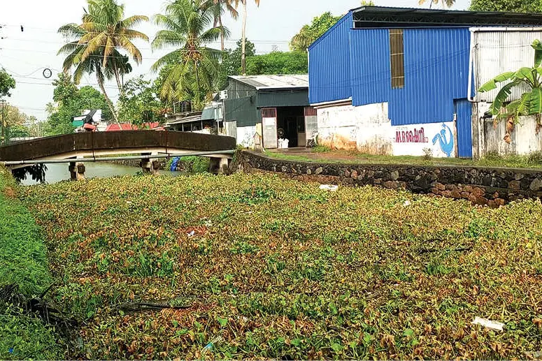മീൻപിടിത്തത്തിന് തടസ്സമായി തോടുകളിൽ പായൽ