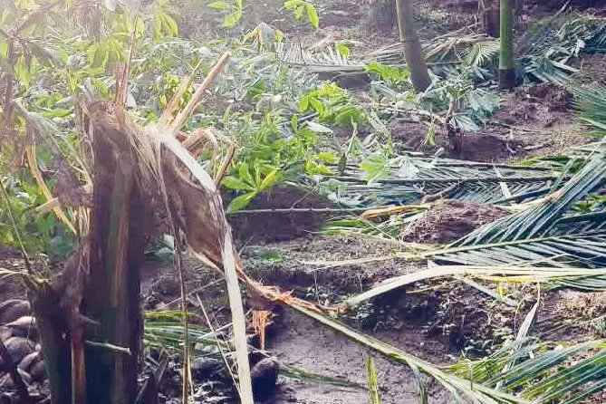 മലയോര മേഖലകളിൽ വിട്ടൊഴിയാതെ കാട്ടാനശല്യം