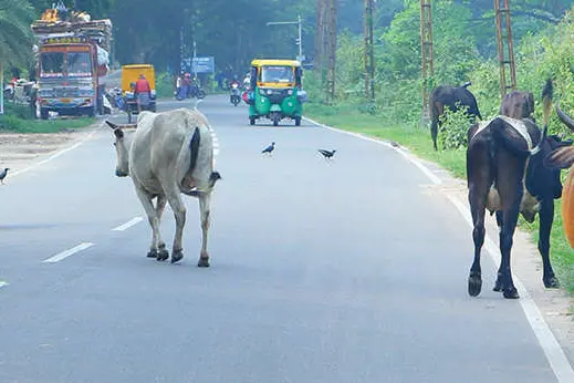 റോഡുകളിൽ വില്ലനായി വീണ്ടും കന്നുകാലികൾ