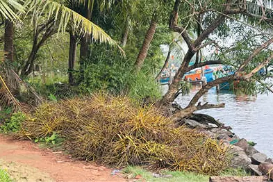 തെങ്ങിൻകുലച്ചിൽ ഉപയോഗിച്ച് കണവപിടിത്തം വീണ്ടും; മത്സ്യസമ്പത്തിനു ഭീഷണി