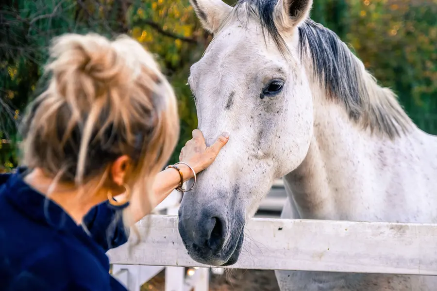 Animal Therapy