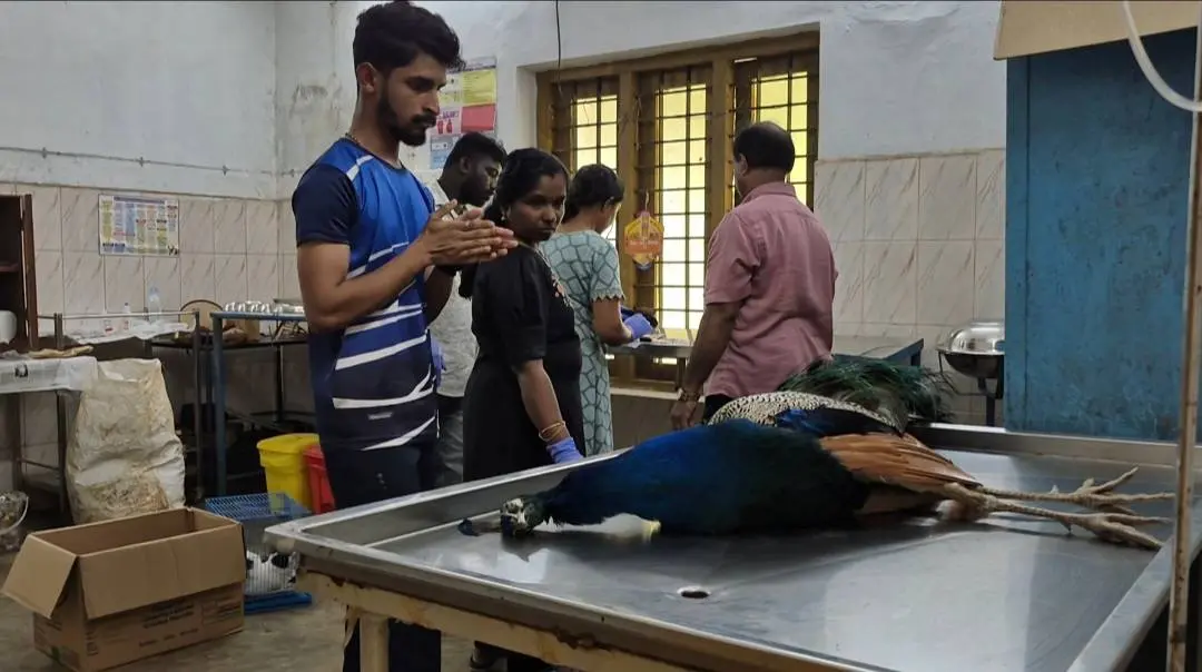 മയിലിനെ മൃഗാശുപത്രിയിൽ എത്തിച്ചപ്പോള്‍