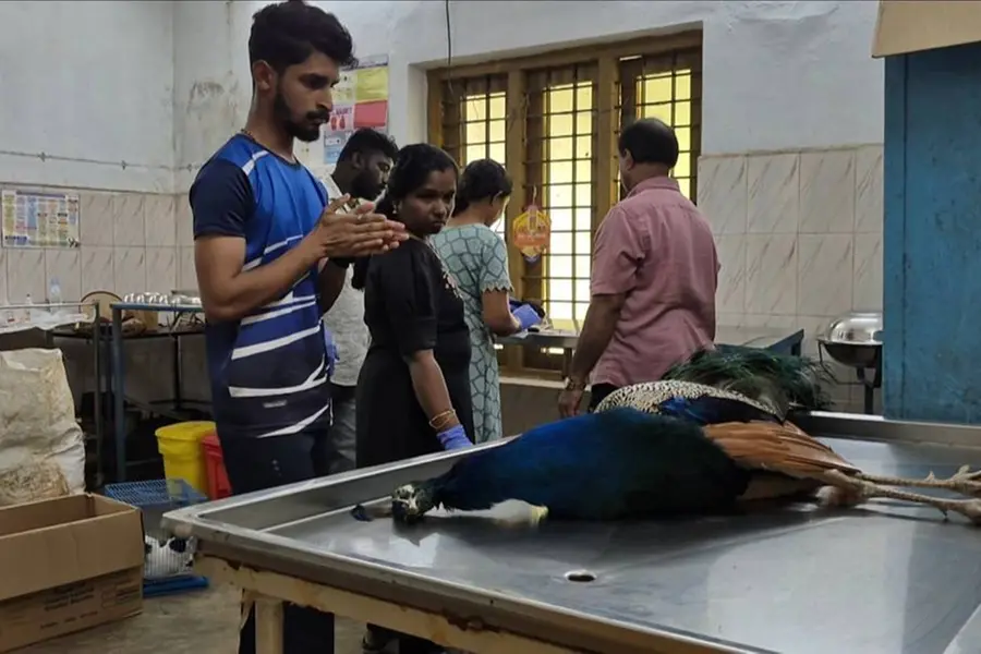 പറന്നുയരുന്നതിനിടെ കെട്ടിടത്തിലെ ചില്ലിൽ ഇടിച്ചുവീണു; പാലായിൽ മയിലിന് ദാരുണാന്ത്യം
