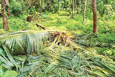 കാട്ടാനക്കൂട്ടം വീട്ടുമുറ്റത്ത്