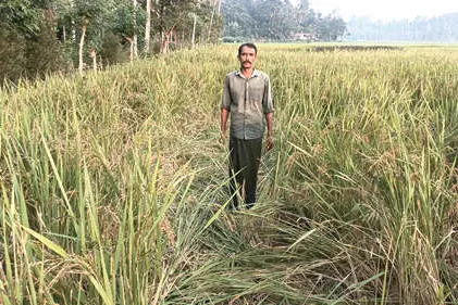 ജപ്പാനിലെ ‘ഹാപ്പി ഹിൽ’ ഉൾപ്പെടെ കാട്ടുപന്നി നശിപ്പിച്ചു