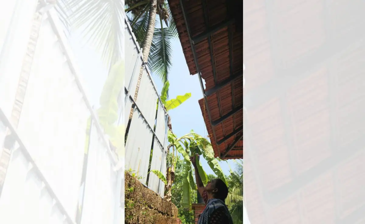 മീങ്ങോത്ത് എതിർകയയിലെ ഗൃഹപ്രവേശത്തിനൊരുങ്ങിയ വീടിന്റെ അടുക്കളഭാഗത്തോട് ചേർന്ന് കിടക്കുന്ന തെങ്ങ്