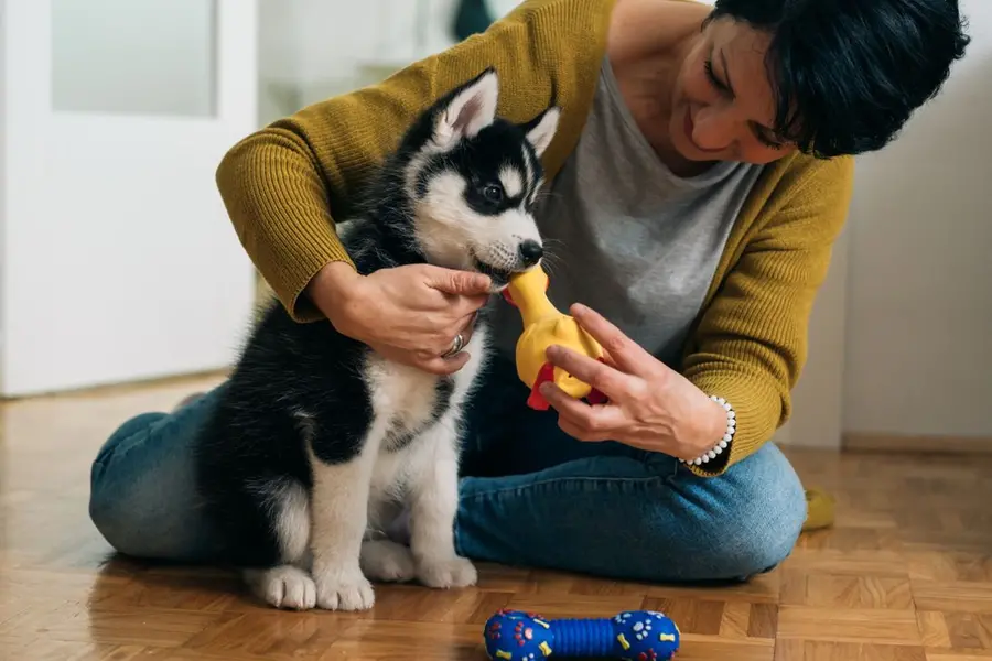 dog