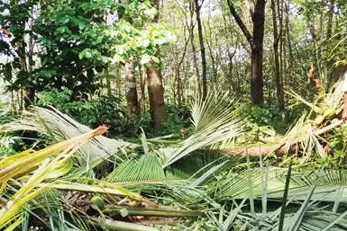 കാട്ടാന ഇങ്ങനെ കാട്ടിയാൽ എങ്ങനാ...