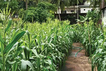 ബാലുശ്ശേരി ഗവ. ഹയർസെക്കൻഡറി സ്കൂൾടെറസിൽ ചോളക്കൃഷി