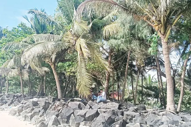 കരിങ്കല്ലുകൾക്കിടയിൽ പൂഴിനിറച്ച് തൈ നട്ടു; കടൽഭിത്തിക്കിടയിൽ കുലച്ച തെങ്ങുകൾ; സുന്ദരകാഴ്ചയൊരുക്കി കിഴുന്ന തീരം