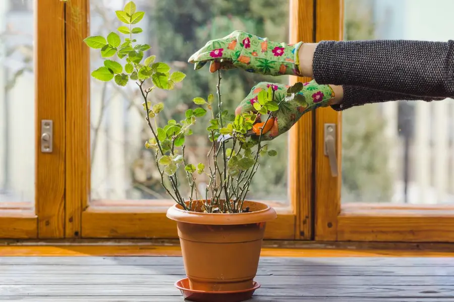House fly- repellent plants