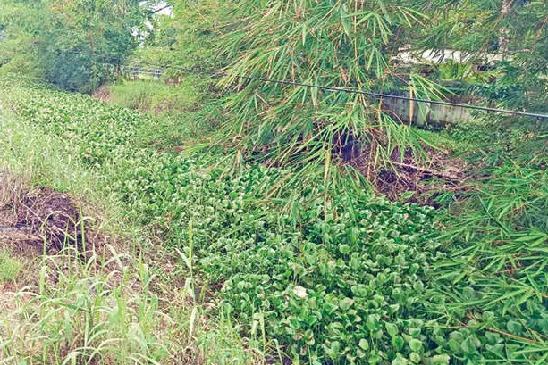 പായലും മാലിന്യവും നിറഞ്ഞ് ഇലമ്പനം തോട്