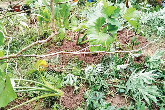 ചാരുംമൂട് മേഖലയിൽ ഭീതിപരത്തി കാട്ടുപന്നികൾ