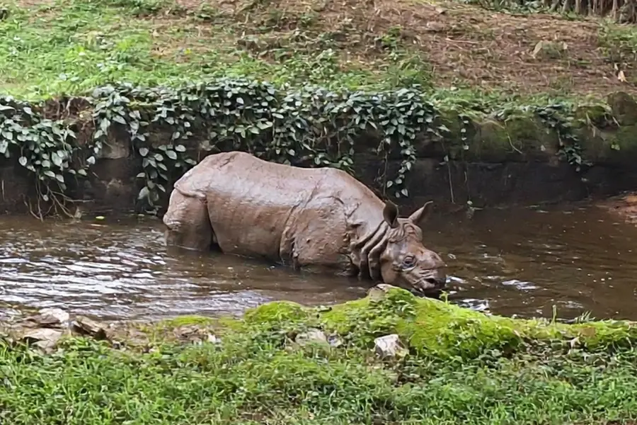 Trivandrum Zoo's sole rhino Shambu dies at 39