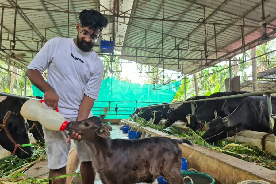 നല്ലൊരു പശുവിന് ഒരു ലക്ഷത്തിലേറെ വില; കിടാവിനെ എങ്ങനെ നല്ലൊരു പശുവാക്കി വളർത്താം?