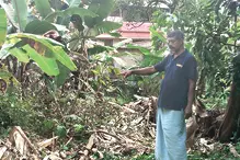 ബൗണ്ടറി കടന്ന് വീണ്ടും കാട്ടാന: കൃഷി നശിപ്പിച്ചു, ഗേറ്റ് തകർത്തു
