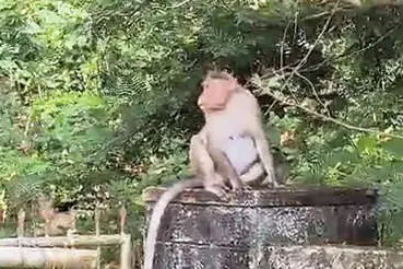 ആറാണിയിൽ കുരങ്ങുശല്യം കൂടുന്നു